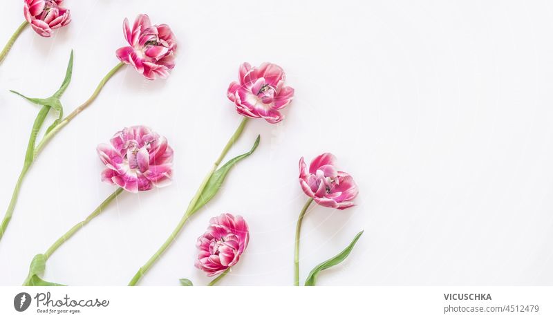 Rosa Tulpenblüten auf weißem Hintergrund. Frühlingszeit. Frühlingsblumen. Draufsicht mit Kopierraum. rosa auf Weiß Textfreiraum schön Schönheit Geburtstag