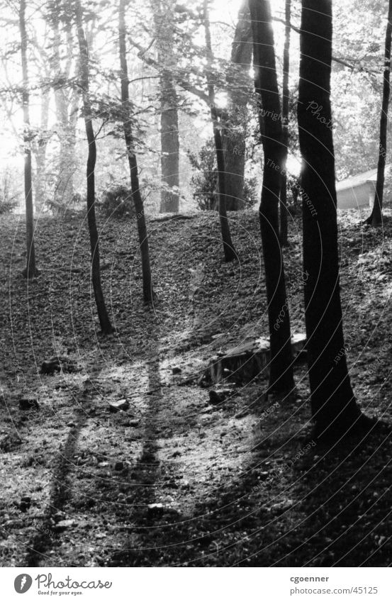 parkbäume Baum Park Schatten Sonnenaufgang Schwarzweißfoto