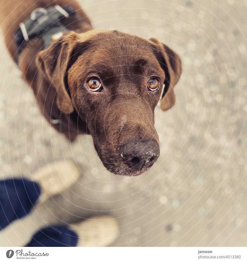 Hundeblick Labrador braun Haustier Tier Tierporträt Außenaufnahme Blick in die Kamera niedlich Schwache Tiefenschärfe beobachten Tiergesicht