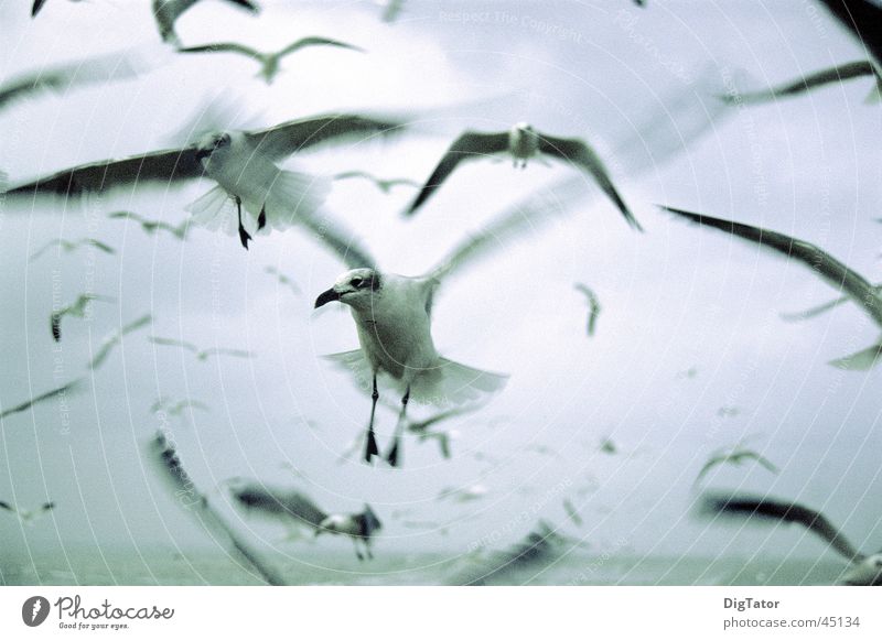 die Vögel Möwe Monochrom Vogel Meer Wolken kalt nass agressiv Bewegung Himmel Angst Außenaufnahme
