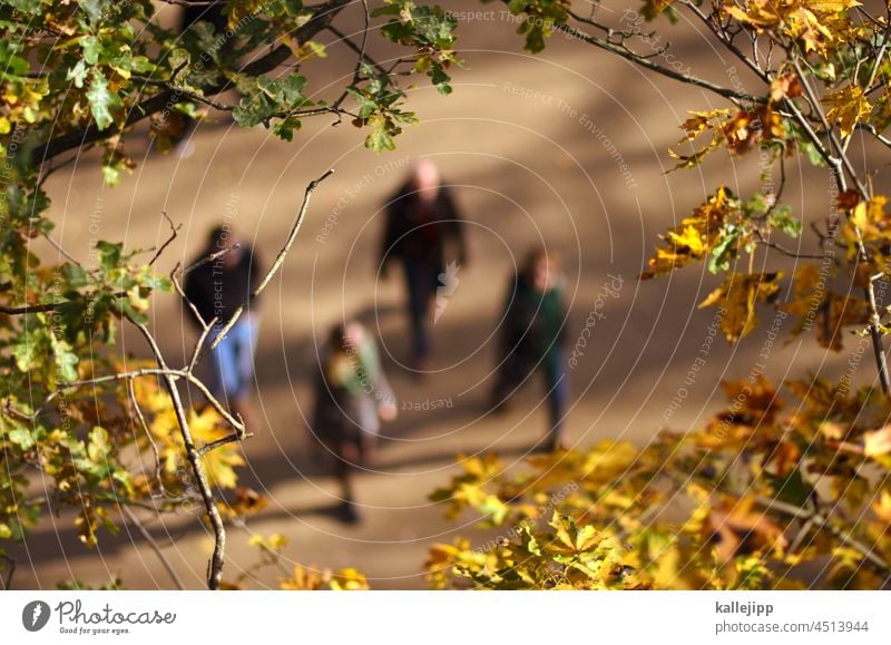 heerbstspaziergang hebst herbstspaziergang Blätter jahreszeit Blätterdach Eiche europäisch Eichenwald Wald Vogelperspektive Pflanze Herbst Baum Natur