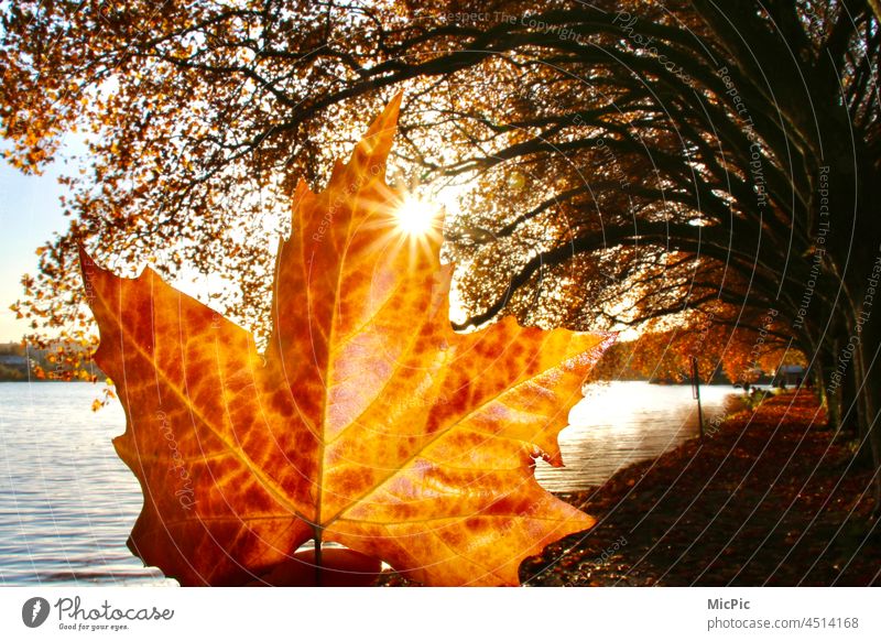 Leuchtendes Blatt Sonnenaufgang im Herbst farbenfroh leuchtend gelb herbstlich Licht Sonnenstern Pappeln Allee Bäume See Baldeneysee Außenaufnahme Natur