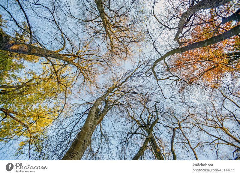 herbst Herbst Färbung Bäume Blatt Baum Ast herbstlich Herbstlaub Zweig Herbstfärbung gelb Herbstbeginn Vergänglichkeit