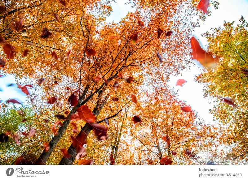 leichtigkeit | schwebende blätter Menschenleer schön fantastisch Sonnenlicht Äste und Zweige Herbstlandschaft Herbstwetter Blätter Herbstwald herbstspaziergang