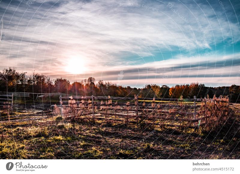 herbstpoesie Gegenlicht Sonne Sonnenlicht Sonnenuntergang Zaun Gräser Herbstlaub Äste und Zweige Herbstlandschaft geheimnisvoll schön verträumt idyllisch Heimat