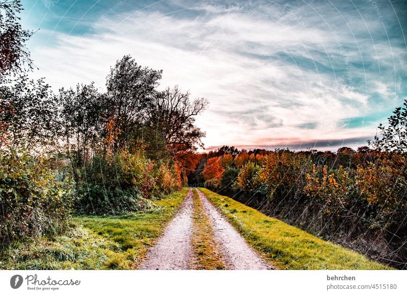 herbstmärchen Wald Fußweg fallende Blätter Sträucher Baum Herbst Landschaft Natur Schönes Wetter Herbstlaub Jahreszeiten Herbststimmung herbstlich Herbstfärbung