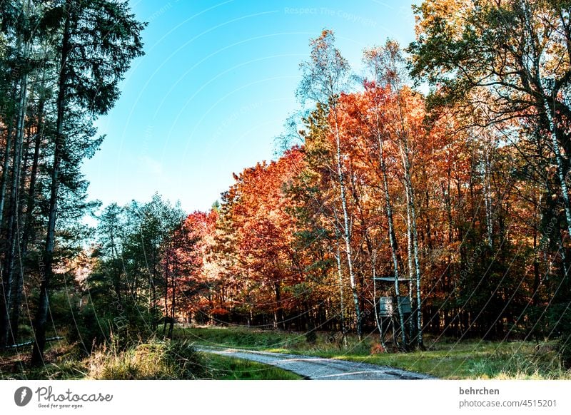 herbstfarben Idylle Herbstlandschaft Herbstwetter Blätter Herbstwald Sonne herbstspaziergang Herbstfärbung herbstlich Herbststimmung Herbstlaub Natur