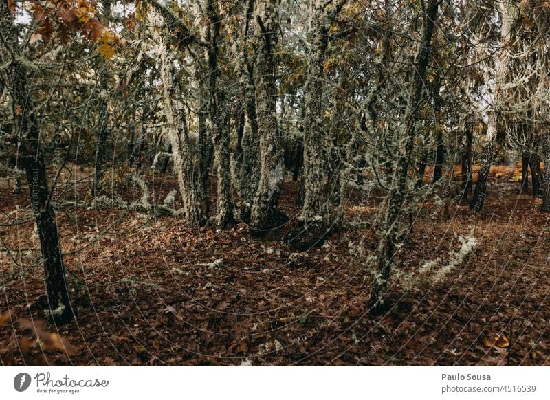Baumstamm mit Flechten Bäume Eiche Wald Herbst Baumrinde Menschenleer Landschaft Außenaufnahme Pflanze Farbfoto Umwelt Natur Tag Wachstum Umweltschutz