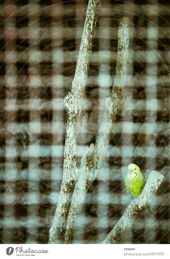 wellensittich Haustier Vogel Zoo 1 Tier grün Gitter Käfig gefangen sitzen Ast fliegen Raster einzeln Einsamkeit Wellensittich parallel Justizvollzugsanstalt