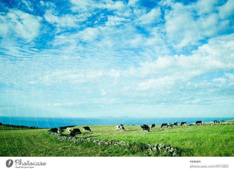 landschaft Umwelt Natur Landschaft Pflanze Tier Himmel Wolken Wetter Schönes Wetter Wiese Feld Kuh Herde frisch natürlich saftig Sauberkeit Gras Freilandhaltung