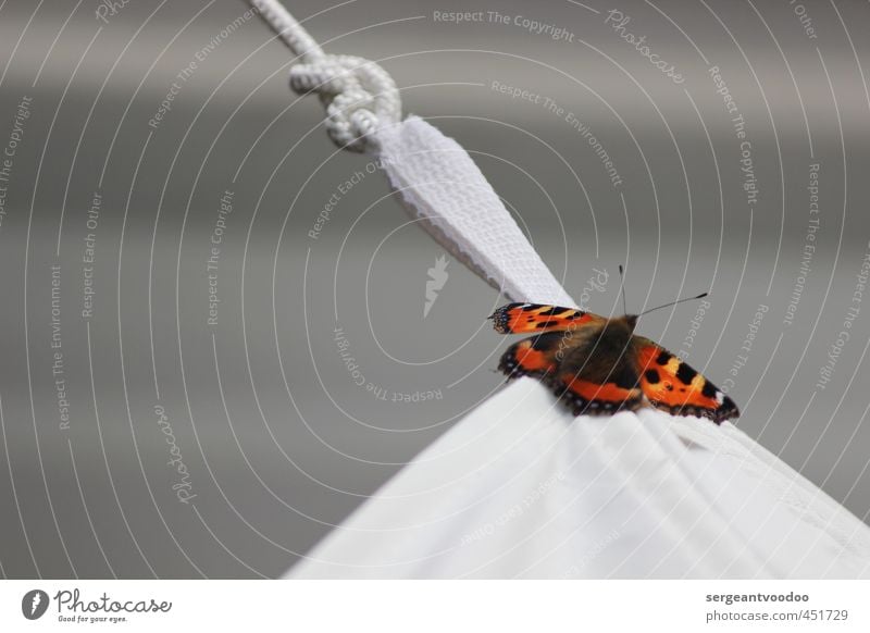 I´ ve been everywhere.... Tier Wildtier Schmetterling 1 Knoten fliegen leuchten träumen warten ästhetisch frei schön grau orange schwarz ruhig Reinheit