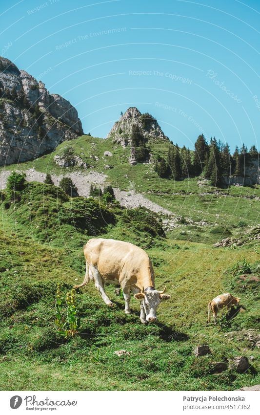 Beige Schweizer Kuh im Feld in den Alpen Bergen in der Schweiz beige Sahne Wiese Weide Berge u. Gebirge Sommer