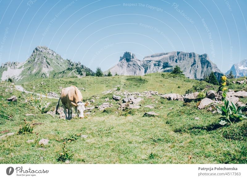 Beige und weiße Kuh auf der Weide in den Schweizer Hochalpen beige Sahne Weidenutzung Feld Wiese Alpen Berge u. Gebirge Landschaft