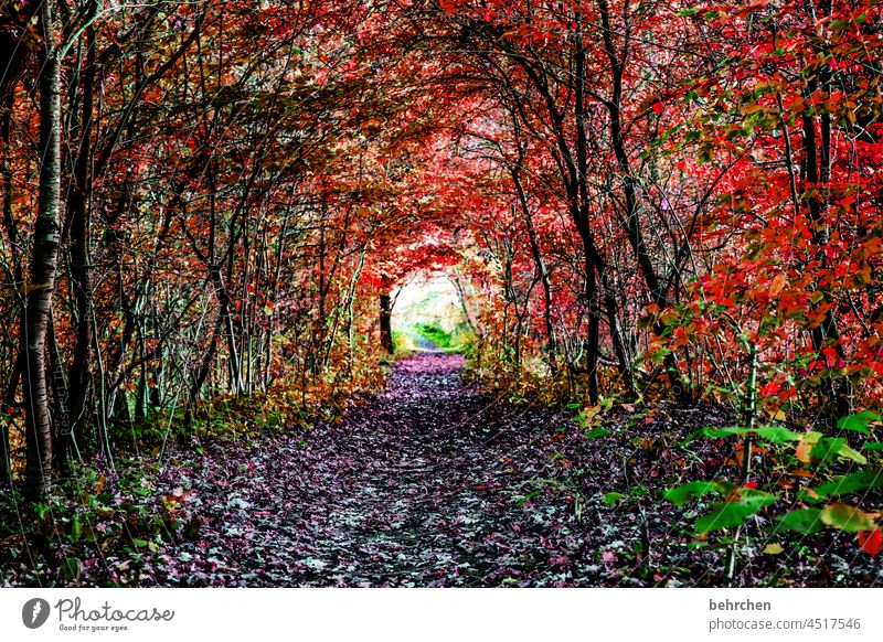 tunnelblick dunkel geheimnisvoll mystisch Herbstfärbung Menschenleer Blatt Landschaft Außenaufnahme Farbfoto Jahreszeiten Herbststimmung herbstlich