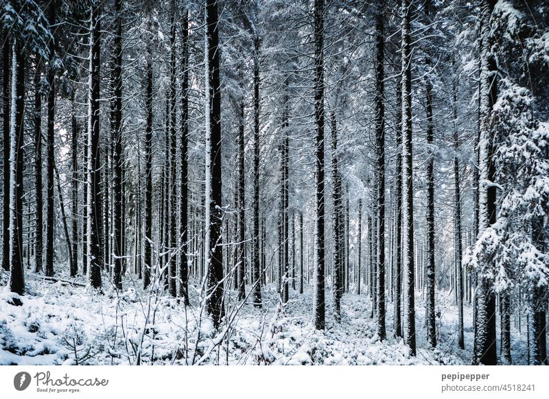 winterliche Waldlandschaft Winter Schnee Bäume kalt Natur weiß Landschaft Frost Baum Außenaufnahme Winterstimmung Winterlandschaft Wintertag Schneedecke