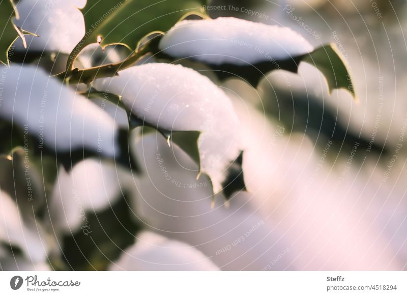 Schneebedeckte Stechpalme verschneit schneebedeckt Winterlicht Winterstimmung winterlich Winterruhe Winterkälte Glitzerschnee Ilex Winterstille Wintereinbruch