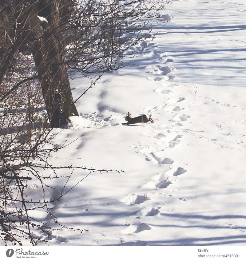 schöner Wintertag | Schneespuren geben Rätsel auf | wie der Hase läuft Wildkaninchen Fußspuren Schneedecke winterlich Kaninchen Winterimpression schneebedeckt