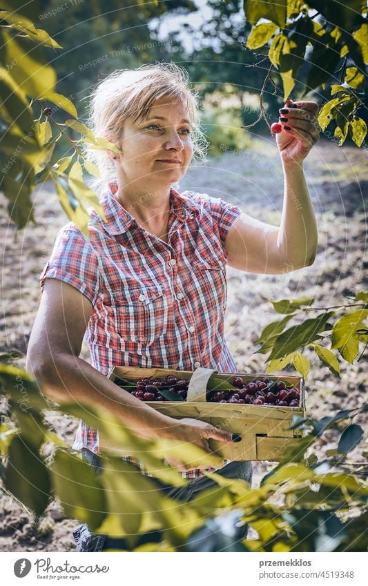 Frau pflückt Kirschen im Obstgarten. Gärtner bei der Arbeit im Garten Kommissionierung Frucht Landwirt Ernte pflücken Sammeln saftig Wachstum horizontal Frische