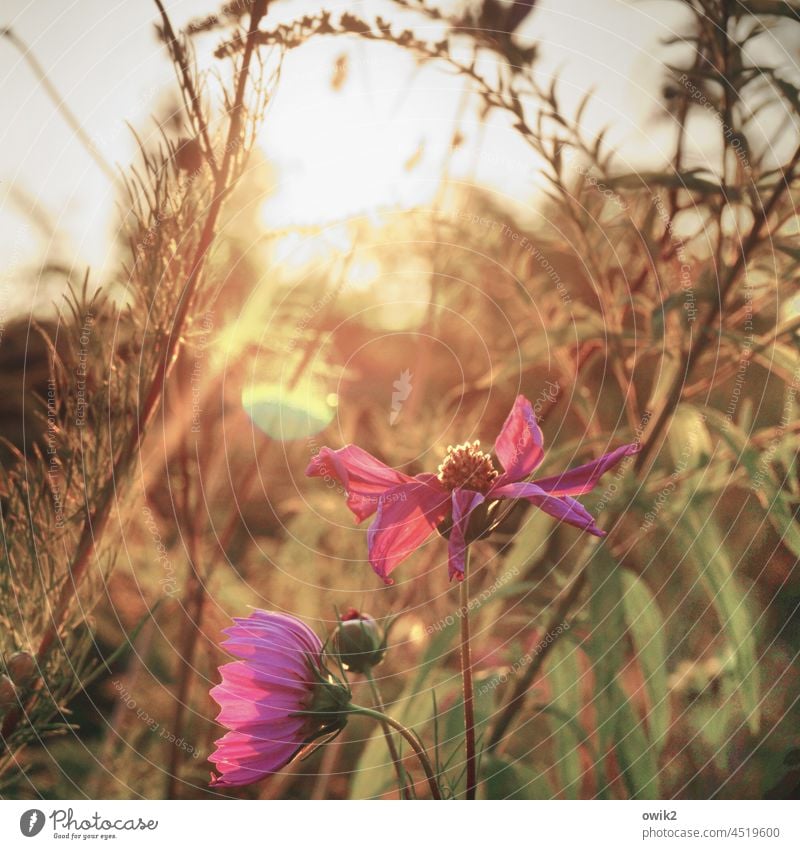 Untergangsstimmung Cosmea Blumen Blüten blühend Sommer Außenaufnahme Blühend Schwache Tiefenschärfe Umwelt Sonnenlicht geheimnisvoll Wiese Blumenwiese viel