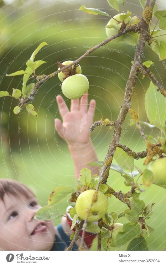 Hab dich gleich Lebensmittel Frucht Apfel Ernährung Bioprodukte Mensch Kind Gesicht Arme 1 1-3 Jahre Kleinkind Sommer Herbst Baum Garten fangen frisch lecker