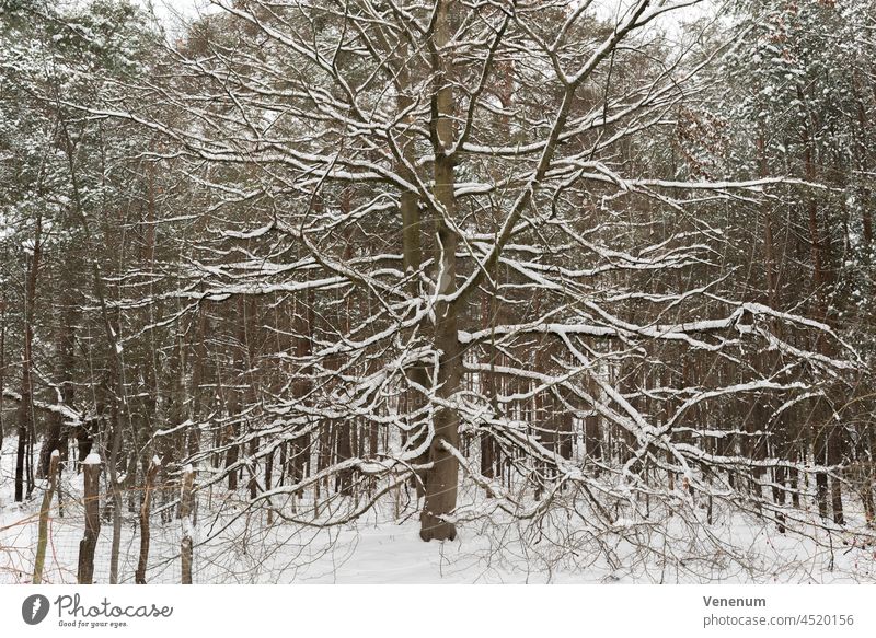 Große Buche im Winter im Wald, Äste und Waldboden mit Schnee bedeckt Wälder Baum Bäume Bodenanlagen Unkraut Bodenbewuchs Kofferraum Rüssel Baumstämme Natur