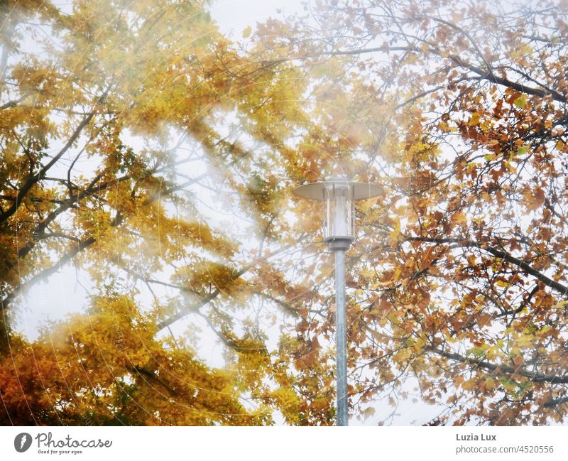 Herbstlaub und eine Straßenlaterne vor trübem Himmel, fotografiert durch eine regennasse Windschutzscheibe Herbstfarben Herbststimmung trist gold Laterne Regen