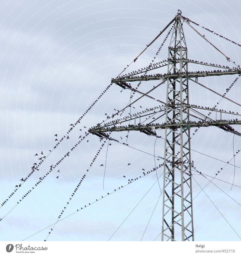 Reisevorbereitung... Energiewirtschaft Strommast Leitung Himmel Wolken Herbst Tier Wildtier Vogel Schwarm Bewegung fliegen sitzen stehen authentisch