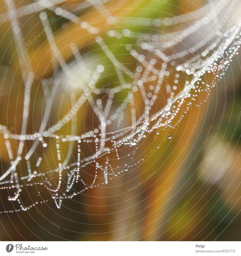Spinnerei... Umwelt Natur Herbst Spinngewebe Spinnennetz glänzend hängen ästhetisch authentisch einzigartig natürlich braun gelb grau weiß Stimmung ruhig