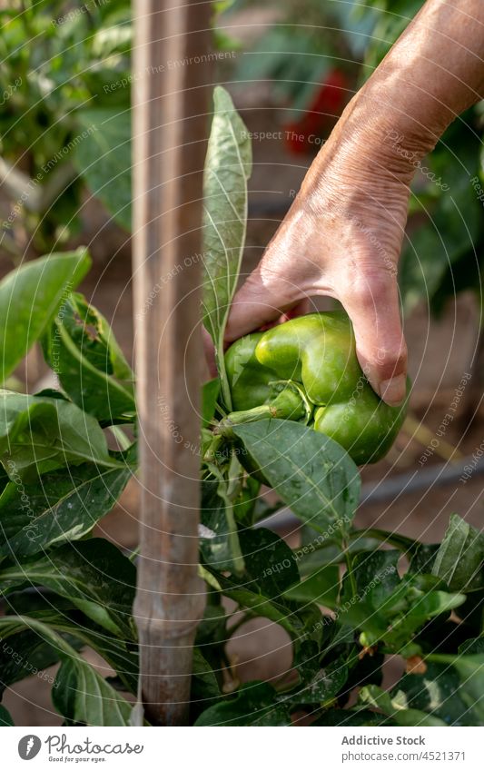 Landwirt pflückt grüne Paprikaschoten im Garten abholen Ernte pflücken Saison Ackerbau Bauernhof frisch organisch Pflanze reif kultivieren Schonung Gemüse