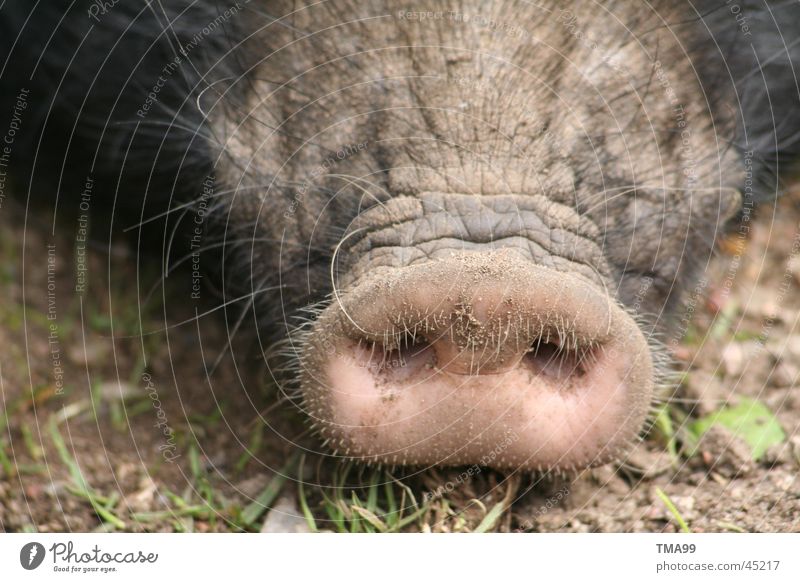 Nase Schwein Ferkel Stecker Sau Grunzen Verkehr