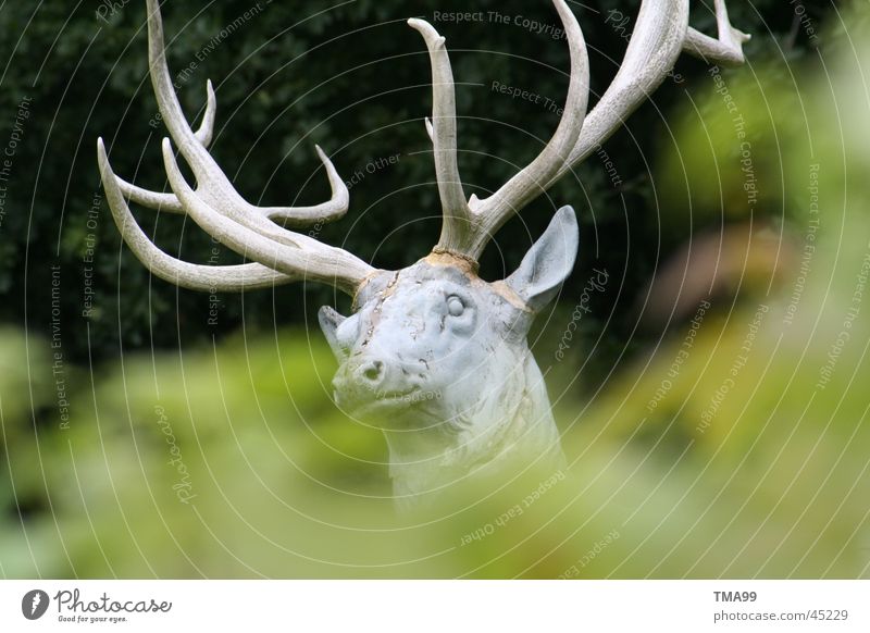 im Wald? Hirsche Pirsch Horn grün Tier Freizeit & Hobby Wildtier