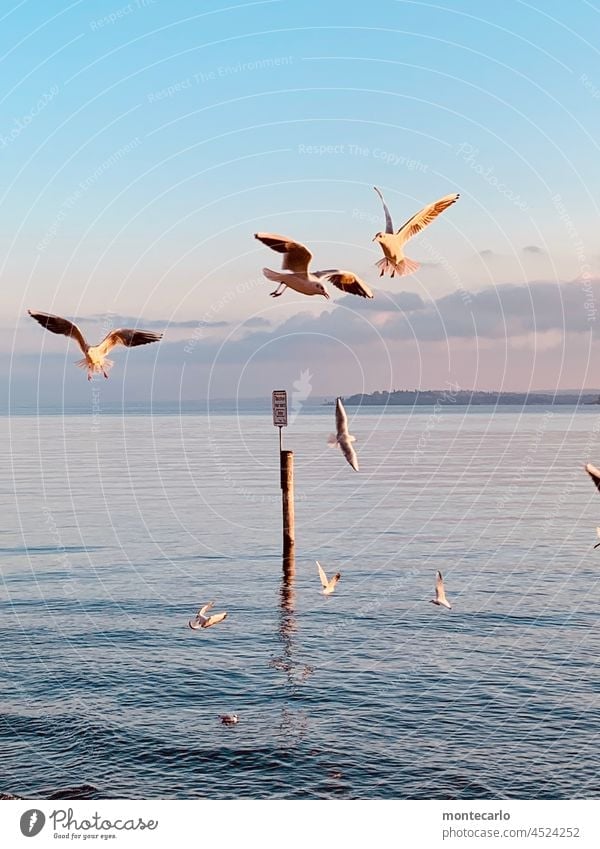 Möwentanz über dem Bodensee Überlingen Umwelt Schönes Wetter Sonnenlicht blau Farbfoto Wasser Landschaft Natur Himmel Außenaufnahme Aussicht Horizont Urelemente