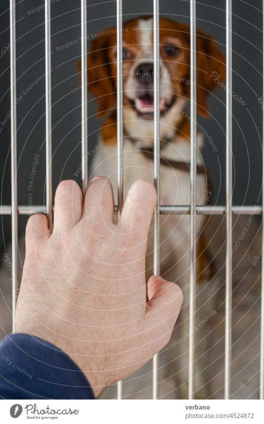 menschliche Hand außerhalb eines Charles Spaniels in einem Käfig Tierarzt Hund Haustier Welpe Pflege Veterinär Blick heimisch Klinik Krankenhaus Säugetier