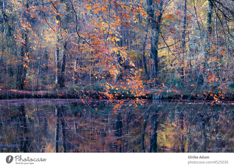 Herbst-Szene am See, mit Spiegelung Herbstfarben Blätter Laub herbstlich blau orange Wald Baum Bäume Laubbäume Idylle idyllisch Natur Herbstlaub Herbstfärbung