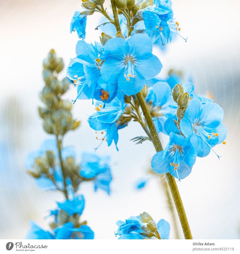 Blaue Blüten der Jakobsleiter (Polemonium) Pflanze Blume Blumen Garten Natürlich Natur natürlich Blühend Außenaufnahme Sommer Menschenleer Nahaufnahme Makro