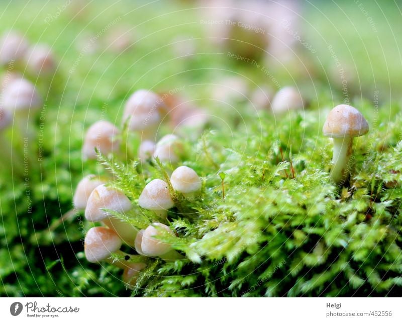 winzig kleine Großfamilie... Umwelt Pflanze Herbst Moos Wildpflanze Pilz Wald stehen Wachstum ästhetisch authentisch frisch Zusammensein natürlich braun grün