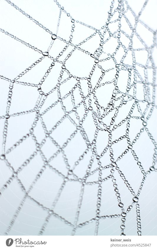 Tropfen im Spinnennetz am Morgen nach einer Nebelnacht Wasser Universum Netz Wassertropfen Abstrakt Natur Tau Nahaufnahme Makroaufnahme nass Detailaufnahme