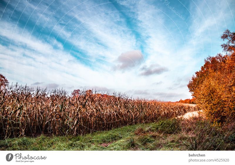 ausgefranst | wolkenmalerei Ernte Maisfeld Wolken Farbfoto ruhig Umwelt Landschaft Himmel Natur Jahreszeiten Feld Bäume Wetter Menschenleer Idylle Außenaufnahme