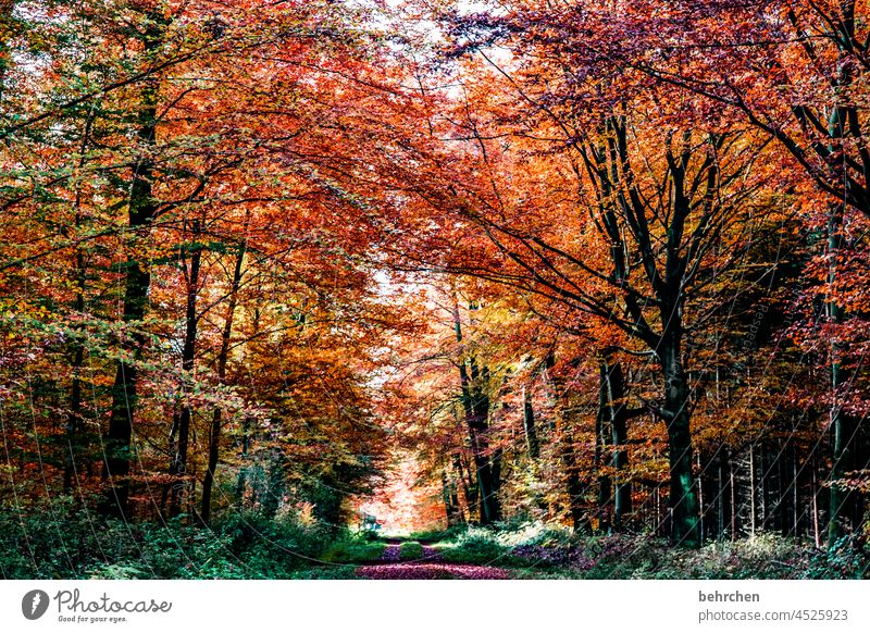 farbcontest | herbstfarben ruhig Licht Kontrast Wald Blatt Umwelt Natur Baum fallende Blätter Pflanze Landschaft Herbstlaub Farbfoto Außenaufnahme