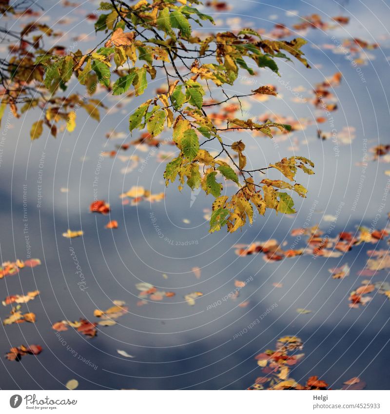 herbstliches Drunter und Drüber - Zweig mit Herbstfärbung hängt über einem Fluss, in dem verwelkte Blätter schwimmen Ast Wasser Laub drunter drüber Herbstlaub