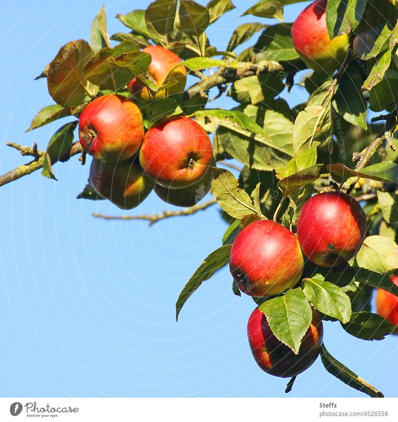 ein Zweig mit roten Äpfeln Apfelzweig Apfelernte Obsternte Gartenobst Oktober Bio goldener Oktober Oktoberfarben Oktoberwetter wolkenlos Himmelblau Früchte