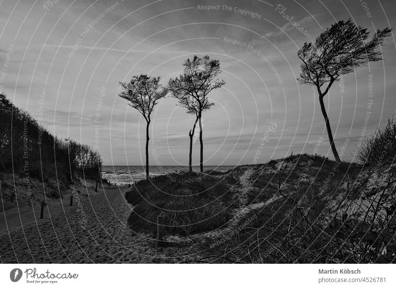 weststrand an der ostsee in schwarz-weiß abgebildet baltisch MEER Küste Düne Urlaub winken reisen Meer Sonne Landschaft Ansicht Horizont Baum Sandstrand Deutsch
