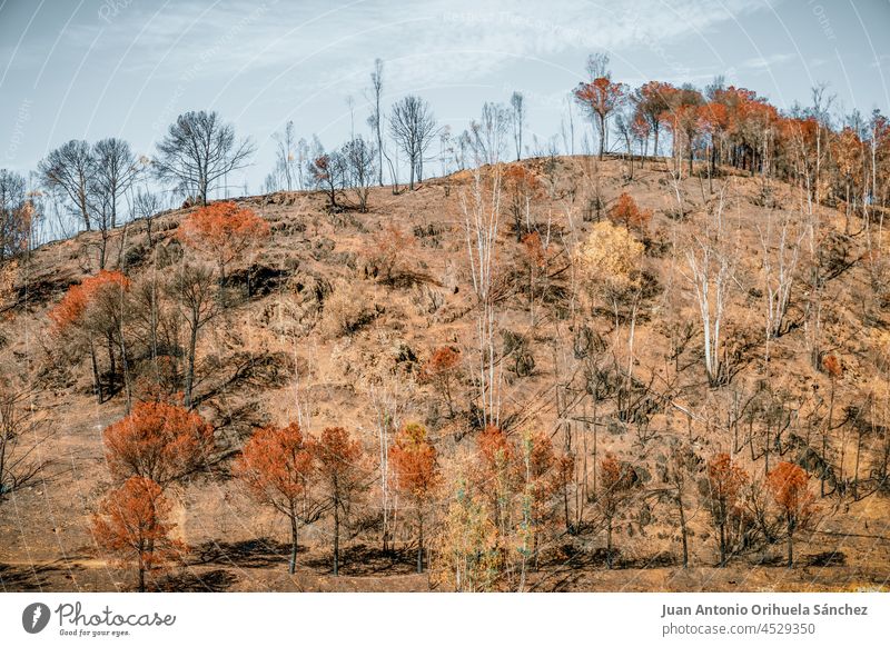Landschaft mit verbrannten Bäumen nach einem Waldbrand Natur Brandwunde Schaden Desaster Ökologie Baum Lauffeuer Feuer Umwelt landschaftlich gestaltet