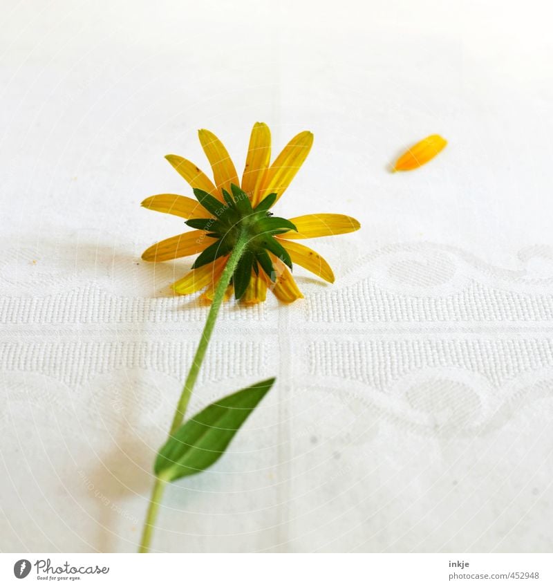 Er liebt mich nicht. Blume Blüte Blütenblatt Margerite Tischwäsche liegen Traurigkeit verblüht kaputt trist gelb grün weiß Gefühle Stimmung Trauer Liebeskummer