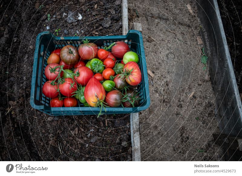 Frische gesunde Tomaten werden in einer Plastikkiste gelagert. Noch im Gewächshaus, Ansicht von oben Kasten reif rot Gartenarbeit frisch Ackerbau Kultur Ernten