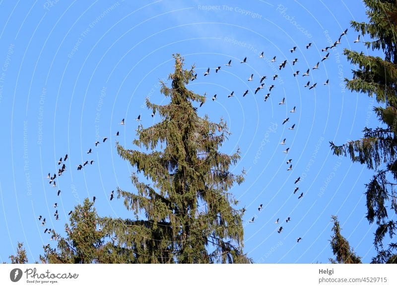 viele Kraniche fliegen am Himmel über dem Teutoburger Wald in Richtung Süden Vögel Zugvögel Vogelzug Vögel des Glücks Herbst Baum Fichte schönes Wetter Wildtier