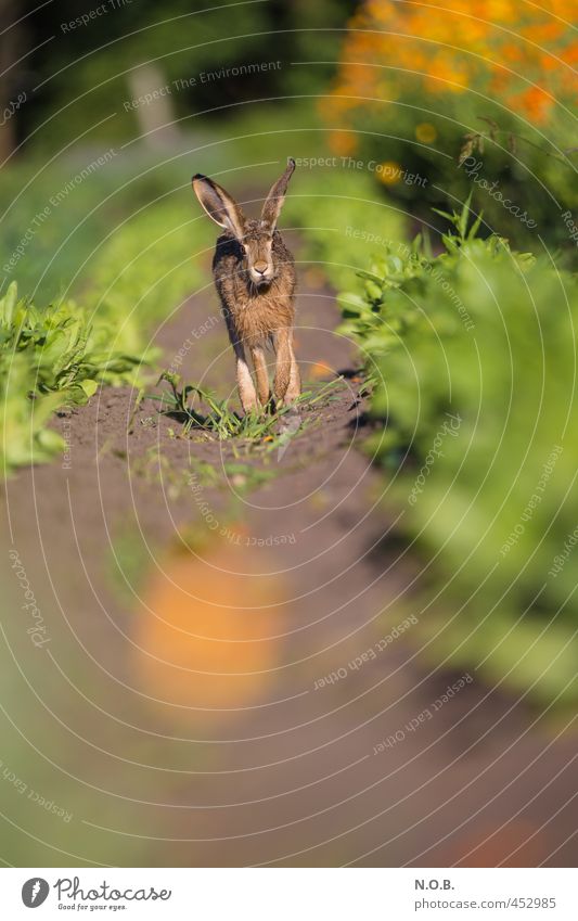 Komm zu mir Hasi Sommer Schönes Wetter Nutzpflanze Feld Tier Wildtier Hase & Kaninchen 1 Blühend laufen authentisch grün orange Neugier Osterhase Osternest