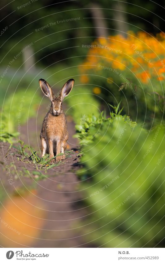 Sperr die Löffel auf! Umwelt Tier Sommer Schönes Wetter Nutzpflanze Feld Wildtier Hase & Kaninchen 1 beobachten grün orange Wachsamkeit Vorsicht Osterhase