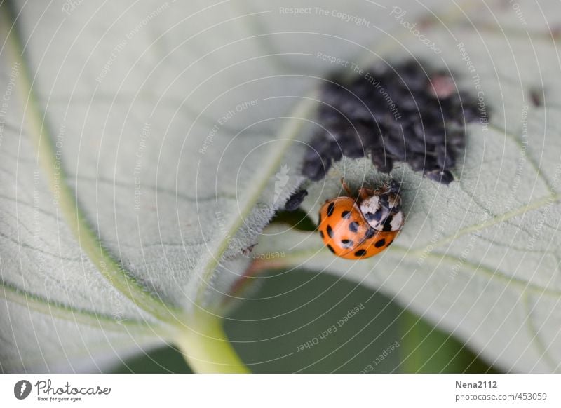 Untermieter Unter Blatt Mieter Mit Tierhaltung Ein