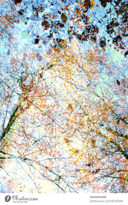 Herbstwald Herbstleuchten Bäume Sonnenlicht Wetter Blauer Himmel Schönes Wetter Baum Natur Umwelt Wärme Landschaft Laub herbstlich Herbstwetter Herbstlaub